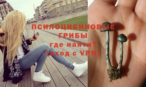 гашик Богданович