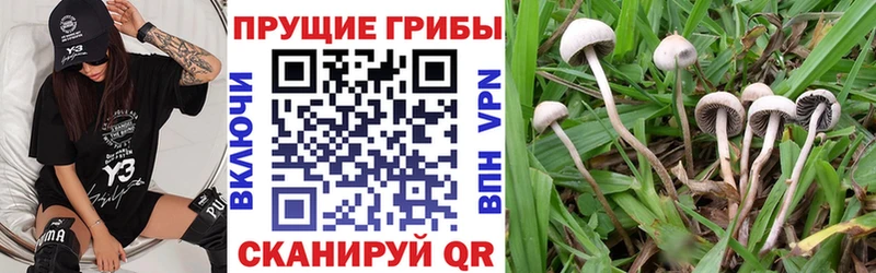 Купить  Алзамай  Галлюциногенные грибы Psilocybine cubensis 